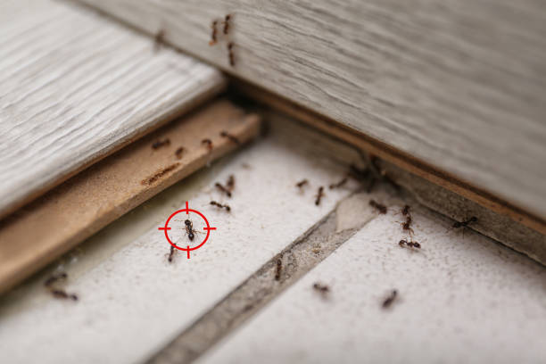 Best Exterminator Services  in Saranac, MI