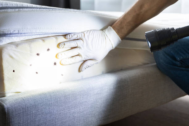 Best Local Pest Control Services  in Saranac, MI