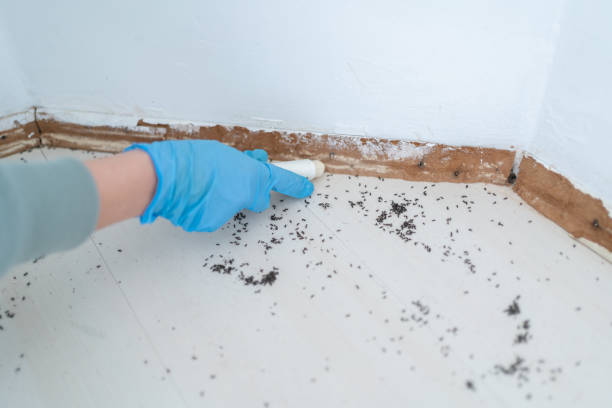 Reliable Saranac, MI Pest Control Solutions